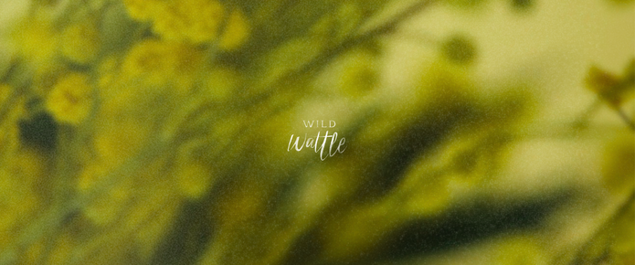 Wild Wattle